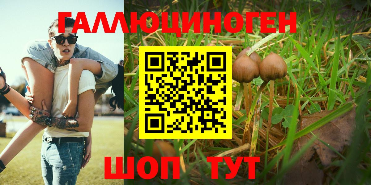 Псилоцибиновые грибы Psilocybe Добрянка
